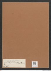 Navicula cincta (Ehr.) Kuetz. (de-Toni-Nr.: Genus 1, Species 98) Zeichnungen Sammlung Grunow Mappe 00073 (Herbarium_W_Grunow_drawings_Folder_00073)